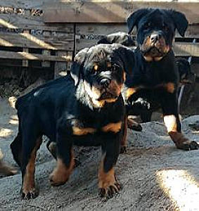 AKC ROTTWILLER PUPPIES