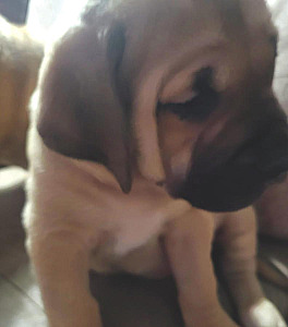 GLADIATOR MASTIFF PUPPIES