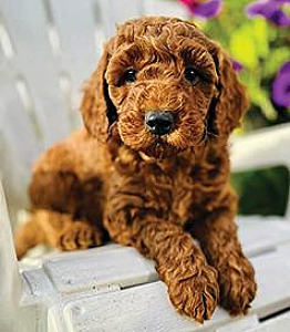 MINI GOLDENDOODLES