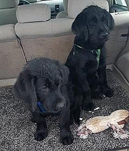 LABRADOODLE PUPPIES