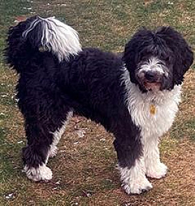 AUSSIEDOODLE SPAYED FEMALE