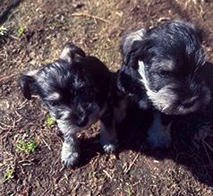 AKC MINIATURE SCHNAUZER PUPPIES