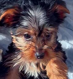 YORKIE TERRIER PUPPIES NEED LOVING HOMES