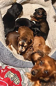 LONG-HAIR PURBRED DASCHUND PUPPIES
