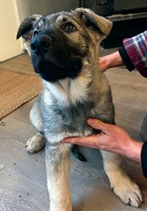 PUREBRED GERMAN SHEPHERD PUPPIES
