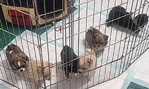 PEKINGESE/ POMERANIAN/ CHIHUAHUA MIX PUPPIES