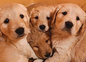 F1B GOLDENDOODLES