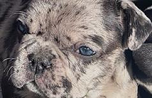 FRENCH BULLDOG PUPPIES