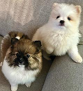 POMERANIAN PUPPIES