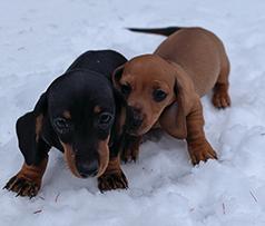 BEAUTIFUL MINI DACHSHUND PUPPIES