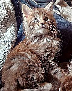 MAINE COON & NORWEGIAN FOREST CAT MIX KITTENS