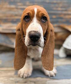 PUREBRED BASSET HOUND FEMALE PUPPY! 