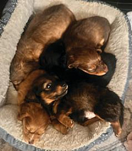LONG-HAIR PURBRED DASCHUND PUPPIES