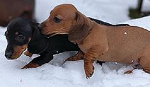 MINI DACHSHUND PUPPIES