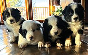 BORDER COLLIE/AUSTRALIAN SHEPHERD PUPPIES