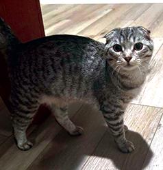 LOVELY FELLAS NEED A NEW HOME