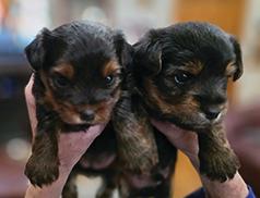 YORKIE PUPPY