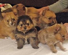POMERANIAN PUPPIES! 