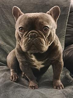 AKC PET ONLY FRENCH BULLDOG