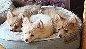 GREAT EMOTIONAL SUPPORT DOG