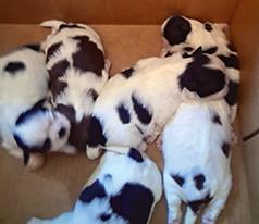 NO, NOT DALMATIANS!