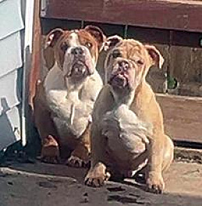 AKC REGISTERABLE ENGLISH BULLDOG PUPPY