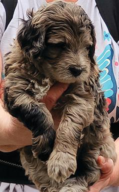 GOLDEN MOUNTAIN DOODLE PUPPIES