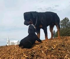 ADORABLE ROTTWEILER PUPPIES