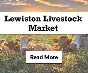 Livestock Sales This Wednesday!
