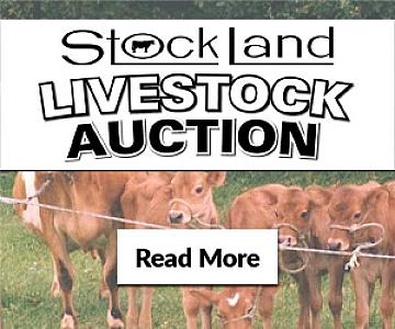 Livestock Auction - Feeder & All Class Cattle