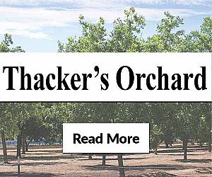 Fresh Local Apples - Thacker's Orchard