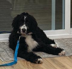 BERNEDOODLE
