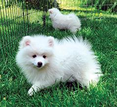 AMERICAN ESKIMO