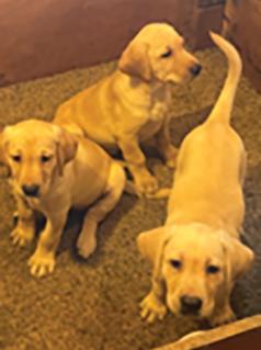 AKC YELLOW LAB PUPPIES
