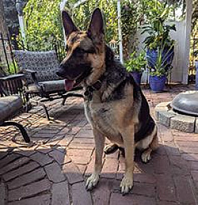 MALE GERMAN SHEPHERD