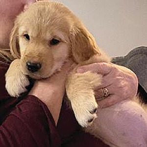 PUREBRED GOLDEN RETRIEVERS