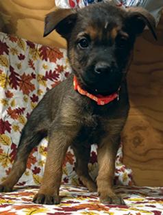 READY FOR FUREVER HOMES!