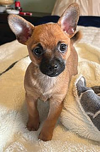 CHIHUAHUA & POODLE MIX MALE PUPPY