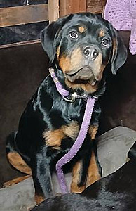 AKC ROTTWEILLER PUPPIES 