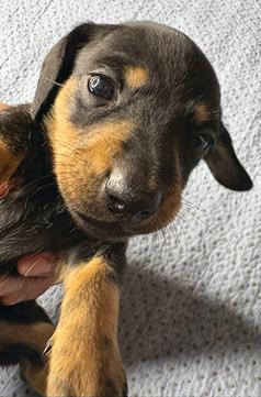 LONG HAIR & SMOOTH DACHSHUND PUPPIES
