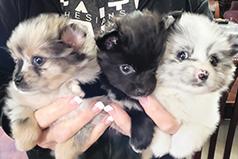 PUREBRED POMERANIAN PUPPIES