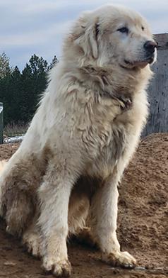 PYRENEES/ ST. BERNARD MIX YOUNG MALE