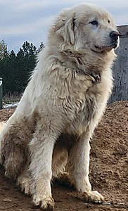 PYRENEES/ ST. BERNARD MIX YOUNG MALE