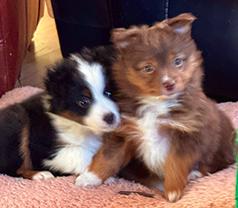 TINY TOY MINI AUSSIE FEMALE!