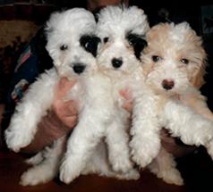 THREE SWEET TERRI-POO PUPPIES LEFT