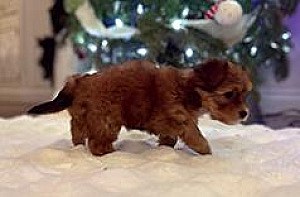 DORKIE PUPPY