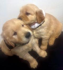TWO MALE AKC GOLDEN MIX ENGLISH CREAM PUPPIES