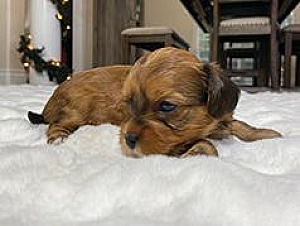 NEW YEAR DORKIE PUPPY