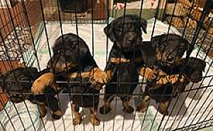 JAGDTERRIER PUPPIES