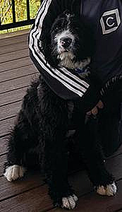 SIX MONTH OLD MALE BERNADOODLE